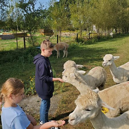 Dartmoor Reach Alpaca Farm Heated Cabins 5 Mins Drive To Dartmoor Bovey Tracey Εξωτερικό φωτογραφία