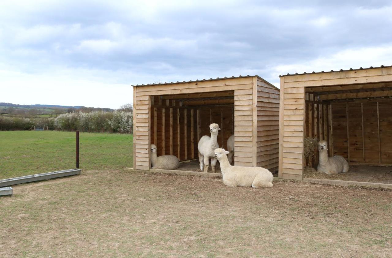 Dartmoor Reach Alpaca Farm Heated Cabins 5 Mins Drive To Dartmoor Bovey Tracey Εξωτερικό φωτογραφία
