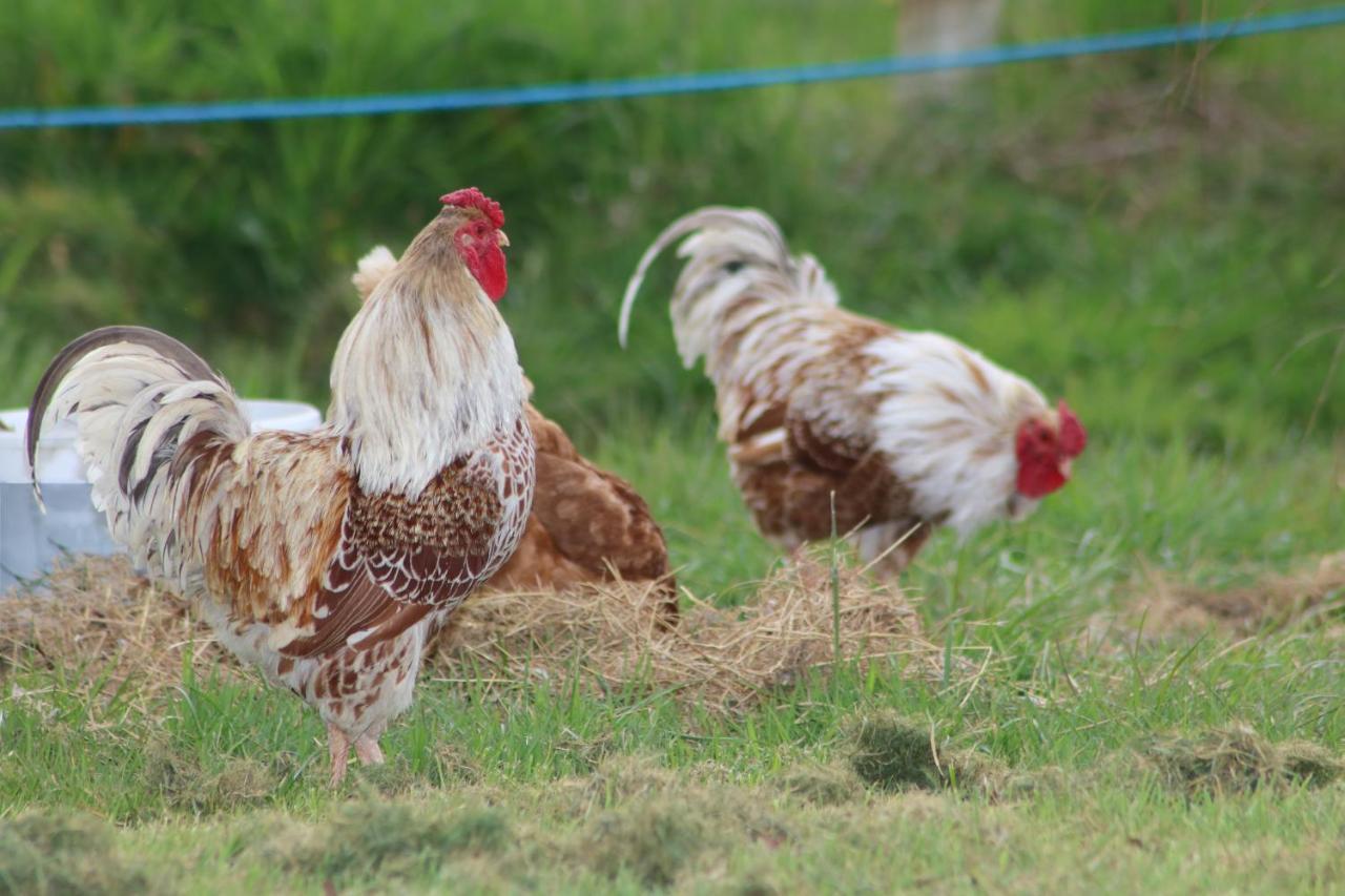 Dartmoor Reach Alpaca Farm Heated Cabins 5 Mins Drive To Dartmoor Bovey Tracey Εξωτερικό φωτογραφία