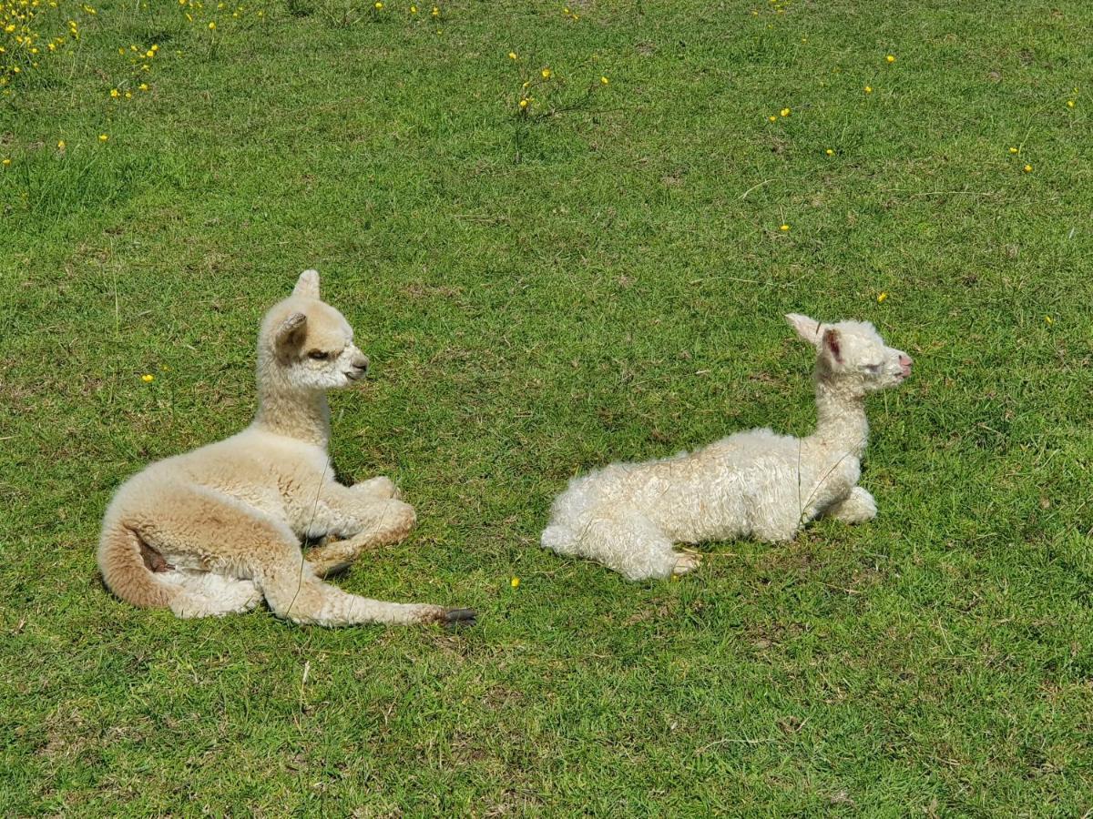 Dartmoor Reach Alpaca Farm Heated Cabins 5 Mins Drive To Dartmoor Bovey Tracey Εξωτερικό φωτογραφία