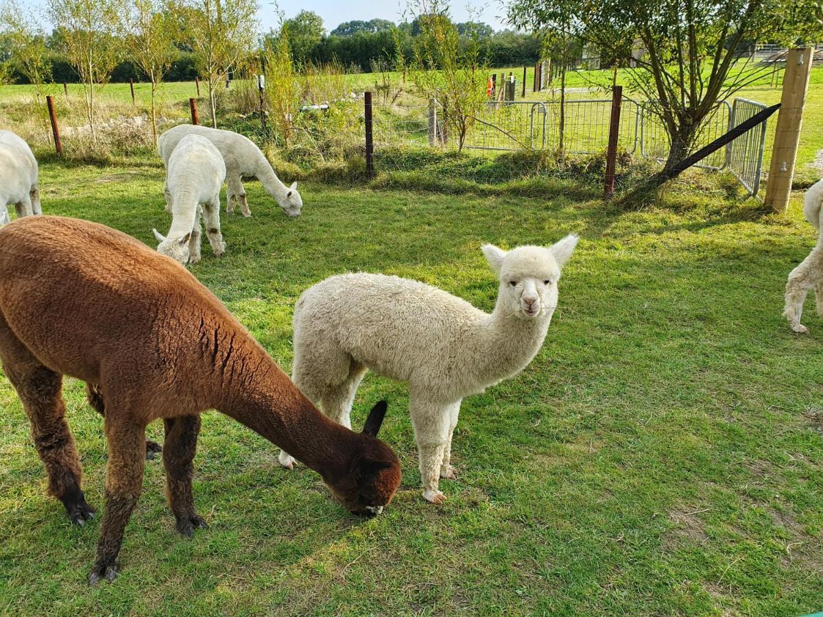 Dartmoor Reach Alpaca Farm Heated Cabins 5 Mins Drive To Dartmoor Bovey Tracey Εξωτερικό φωτογραφία