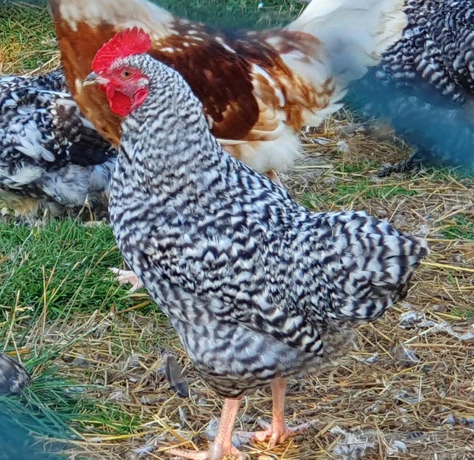 Dartmoor Reach Alpaca Farm Heated Cabins 5 Mins Drive To Dartmoor Bovey Tracey Εξωτερικό φωτογραφία