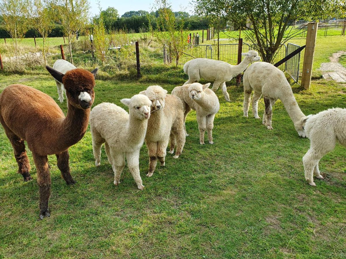 Dartmoor Reach Alpaca Farm Heated Cabins 5 Mins Drive To Dartmoor Bovey Tracey Εξωτερικό φωτογραφία