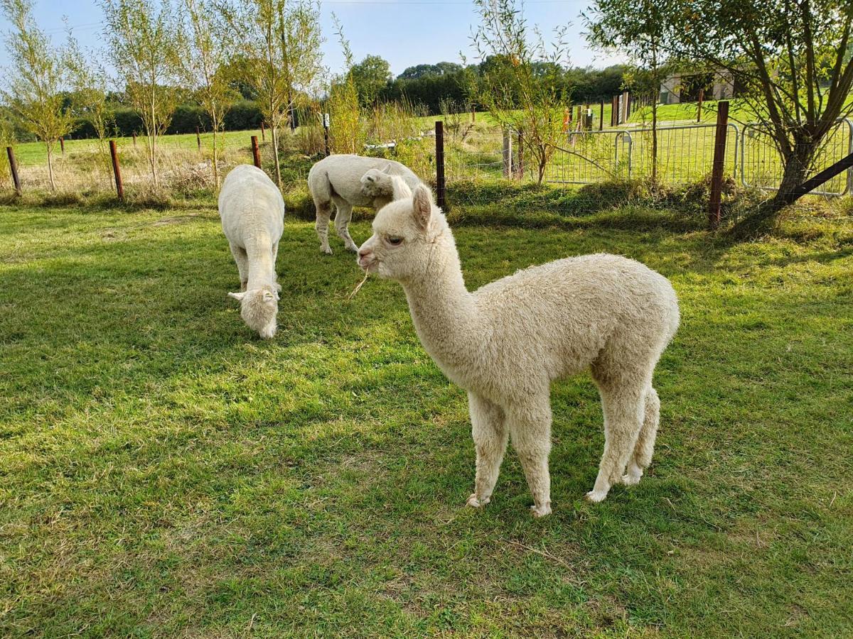 Dartmoor Reach Alpaca Farm Heated Cabins 5 Mins Drive To Dartmoor Bovey Tracey Εξωτερικό φωτογραφία