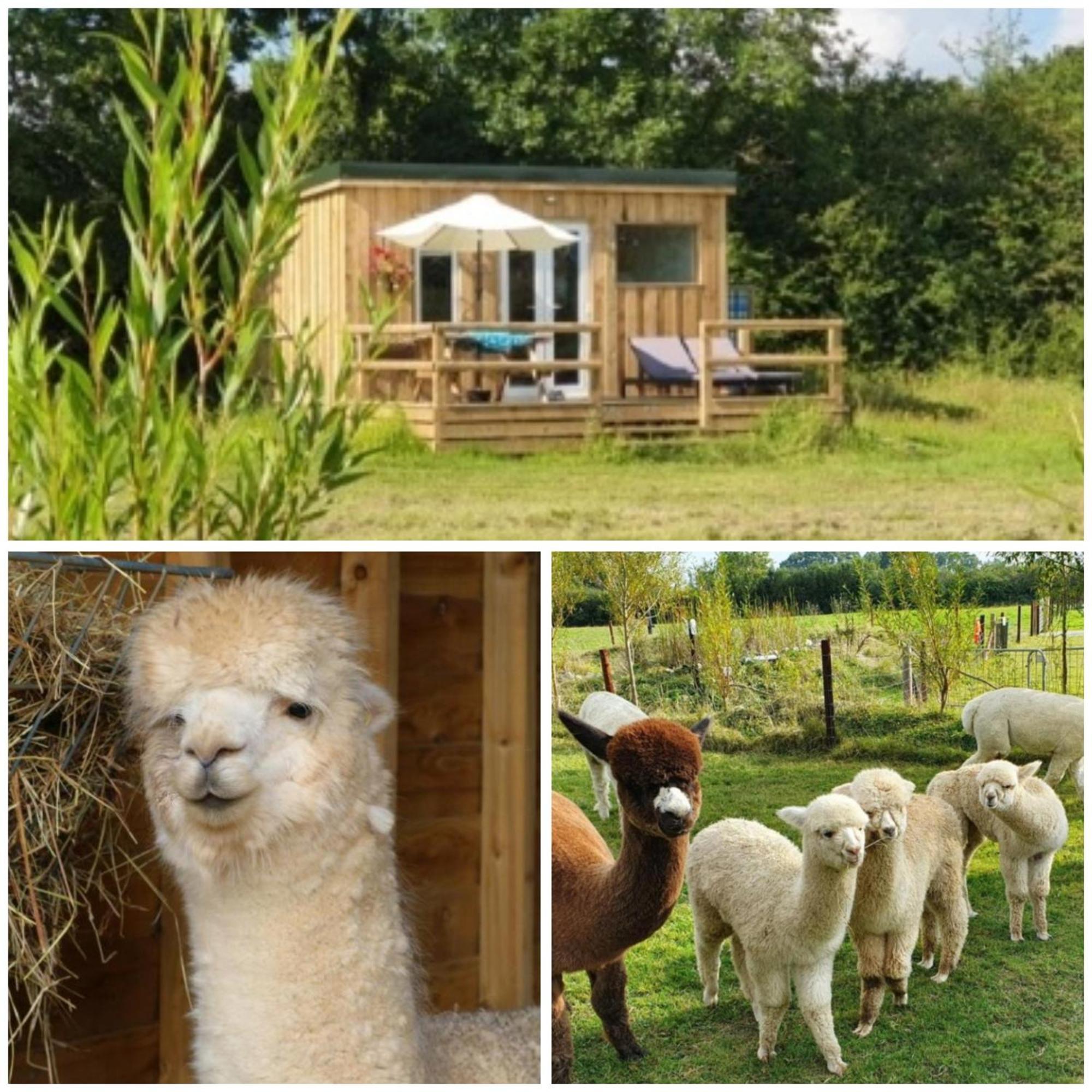 Dartmoor Reach Alpaca Farm Heated Cabins 5 Mins Drive To Dartmoor Bovey Tracey Εξωτερικό φωτογραφία