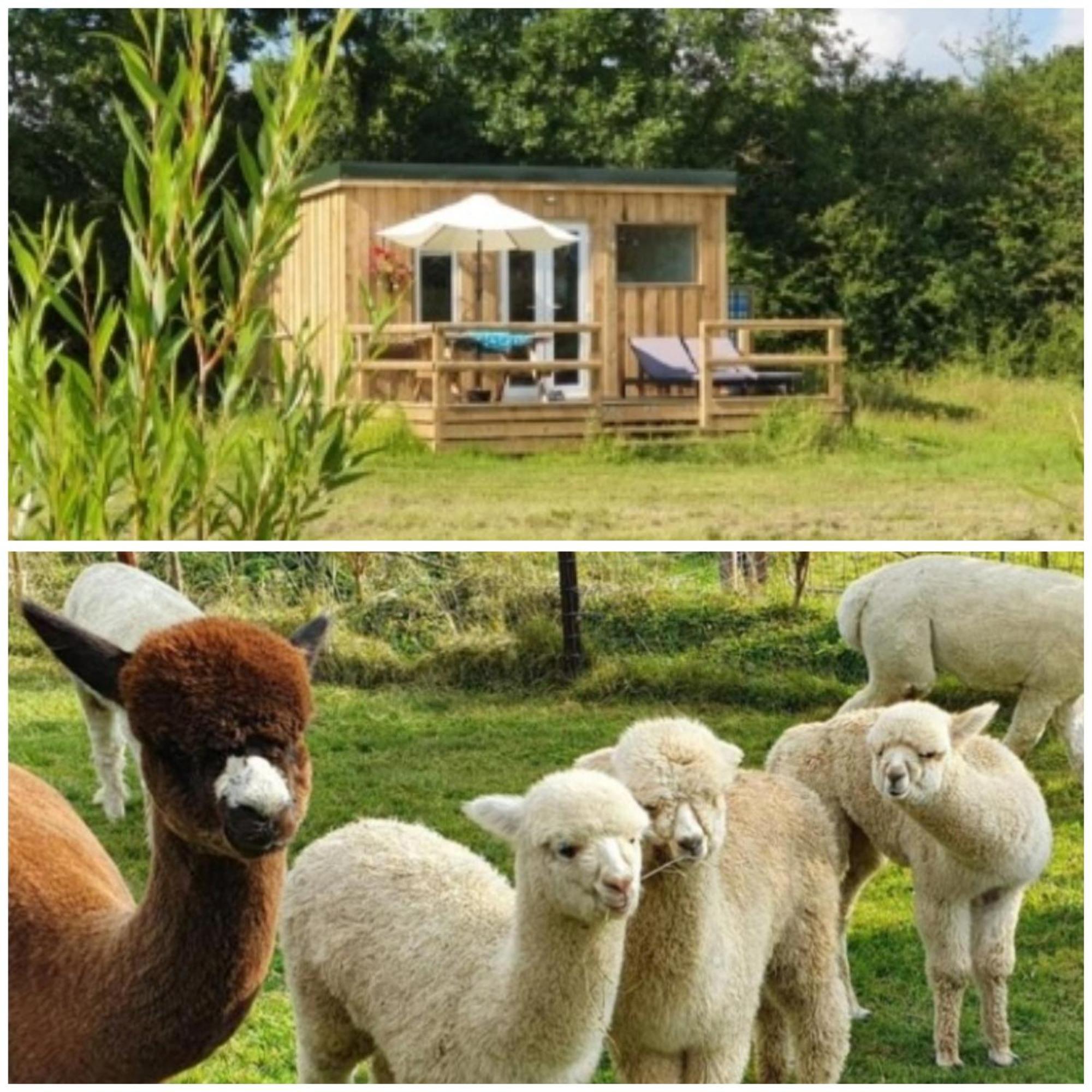 Dartmoor Reach Alpaca Farm Heated Cabins 5 Mins Drive To Dartmoor Bovey Tracey Εξωτερικό φωτογραφία