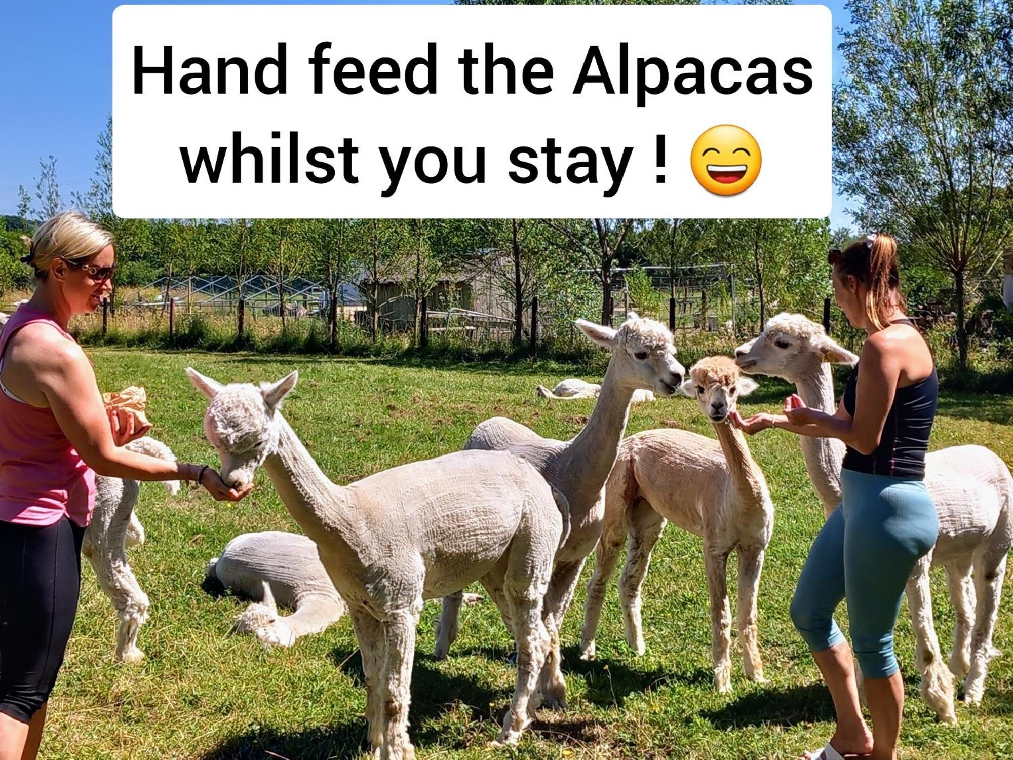 Dartmoor Reach Alpaca Farm Heated Cabins 5 Mins Drive To Dartmoor Bovey Tracey Εξωτερικό φωτογραφία