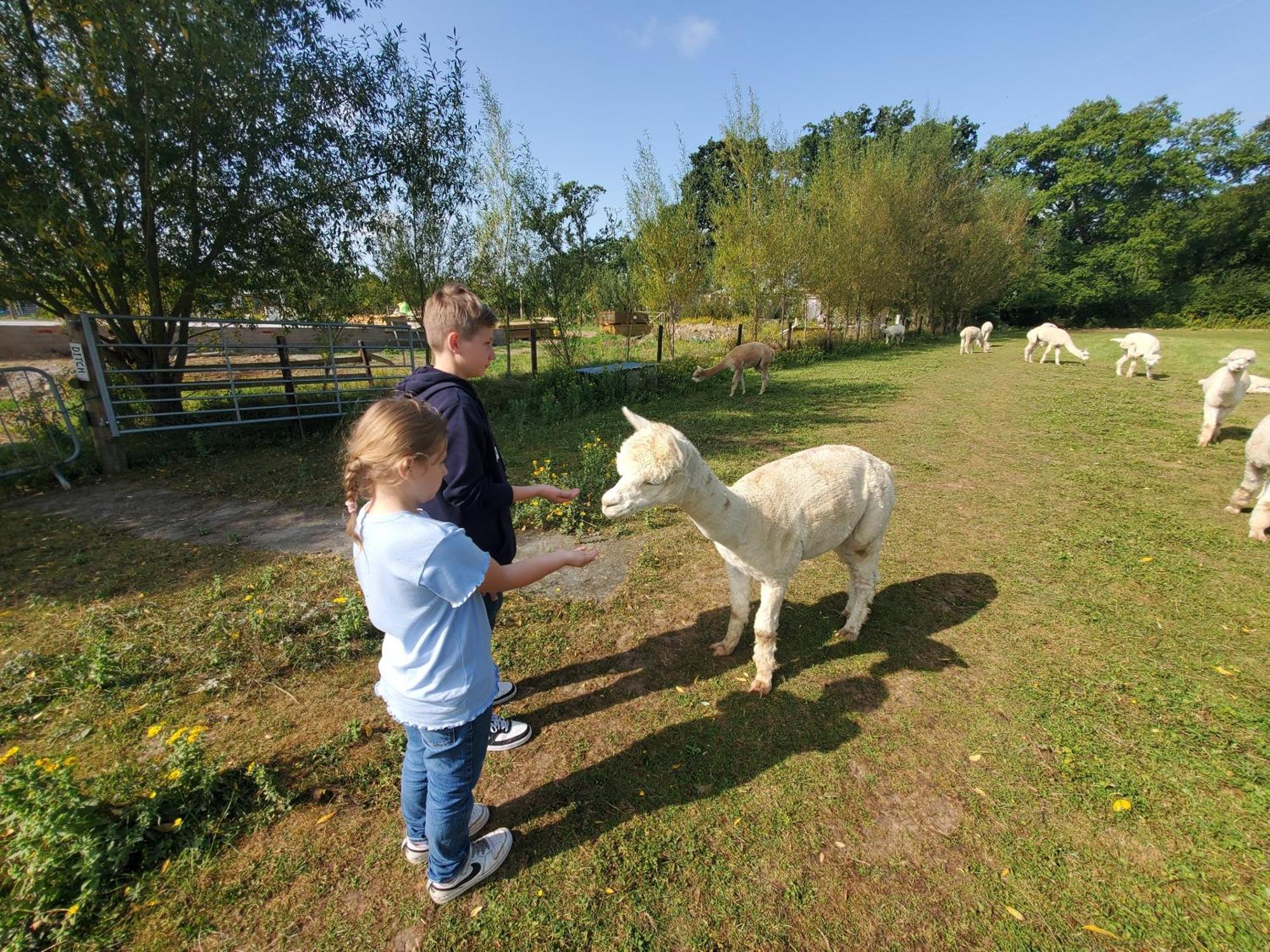 Dartmoor Reach Alpaca Farm Heated Cabins 5 Mins Drive To Dartmoor Bovey Tracey Εξωτερικό φωτογραφία