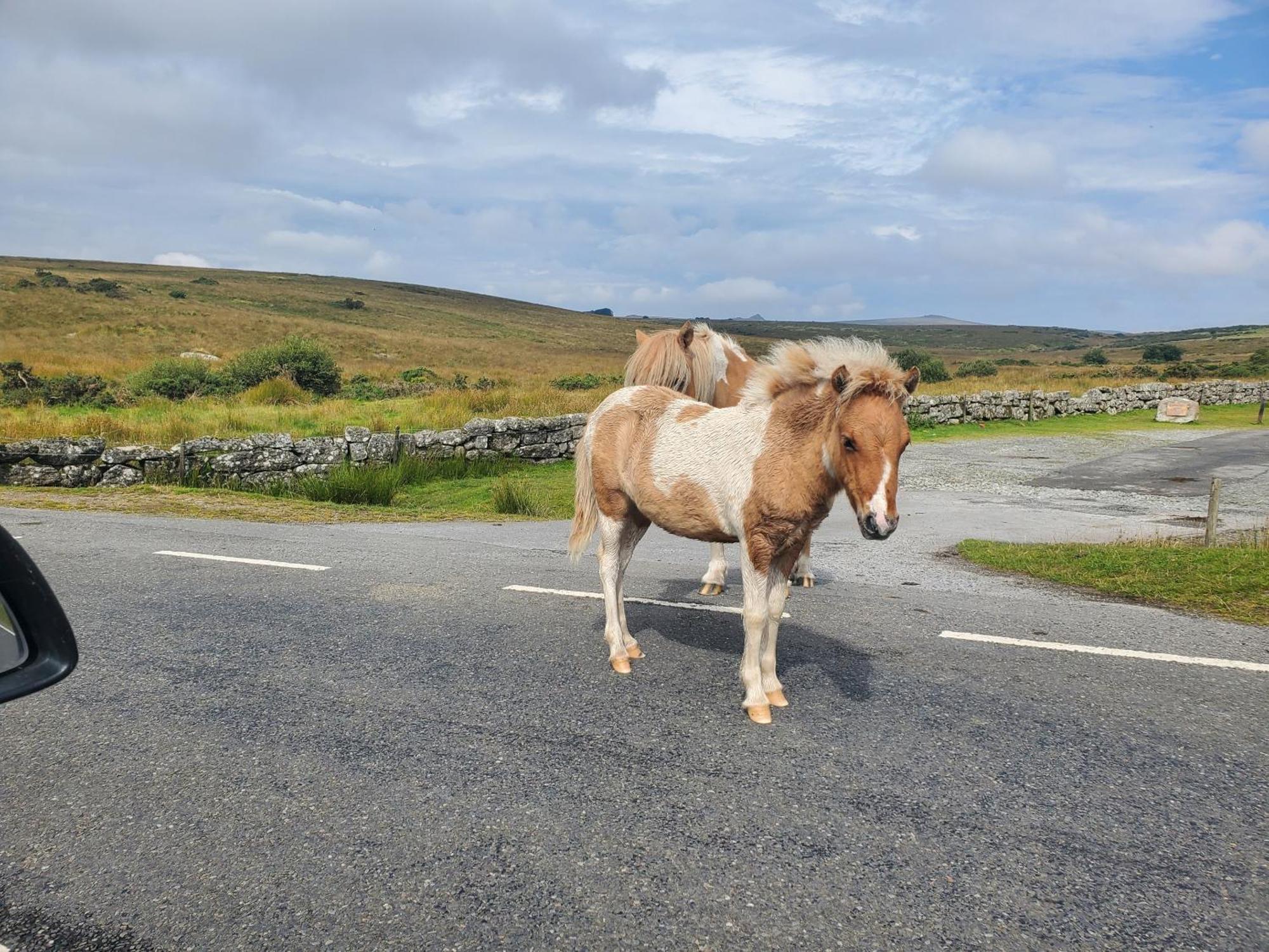 Dartmoor Reach Alpaca Farm Heated Cabins 5 Mins Drive To Dartmoor Bovey Tracey Εξωτερικό φωτογραφία