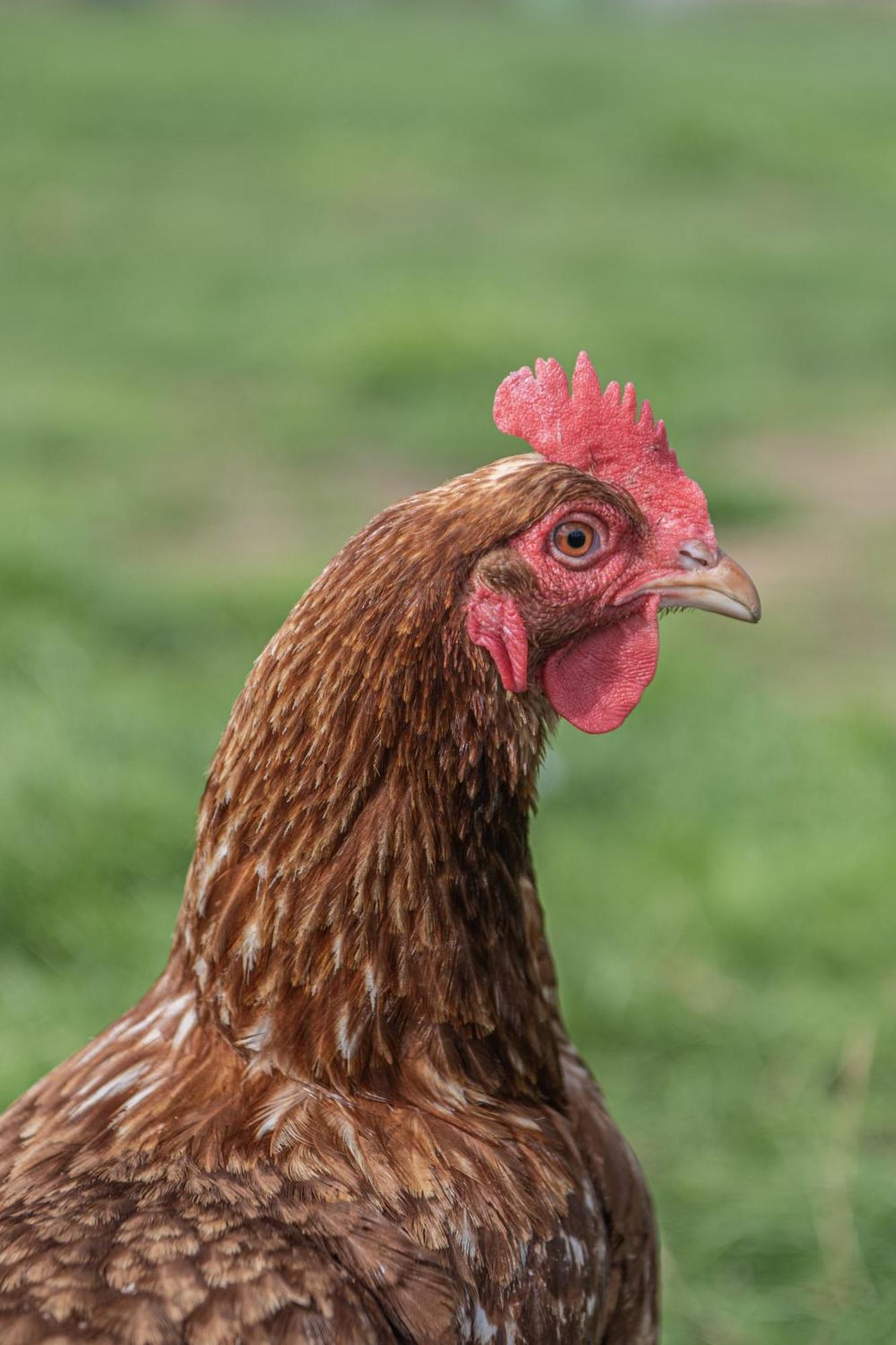 Dartmoor Reach Alpaca Farm Heated Cabins 5 Mins Drive To Dartmoor Bovey Tracey Εξωτερικό φωτογραφία