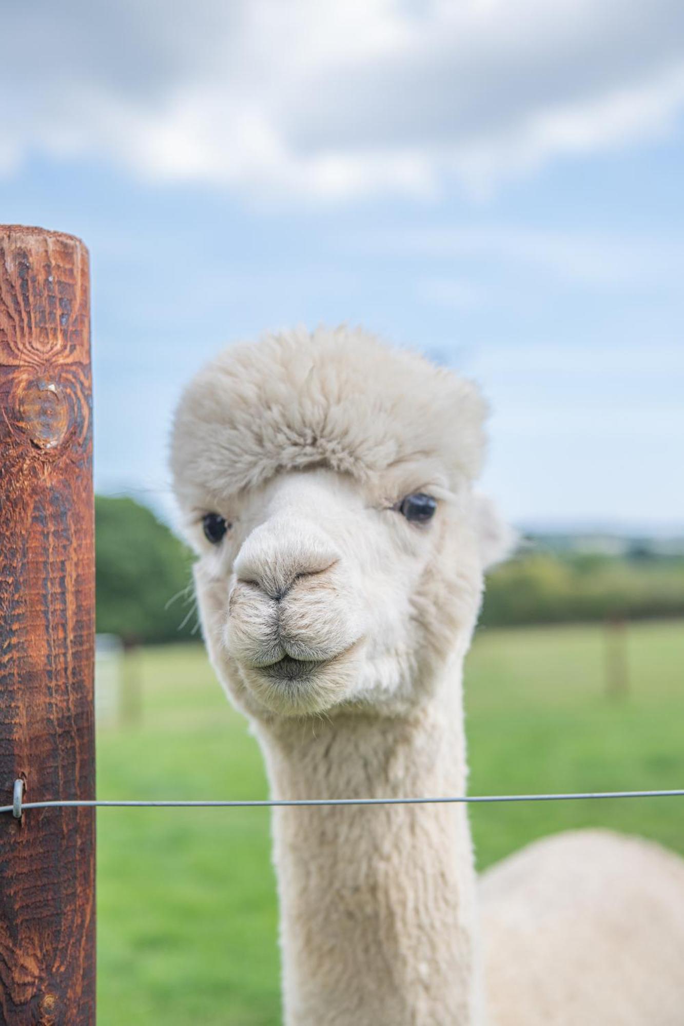 Dartmoor Reach Alpaca Farm Heated Cabins 5 Mins Drive To Dartmoor Bovey Tracey Δωμάτιο φωτογραφία